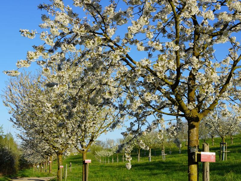 Blühende Patenbäume.JPG